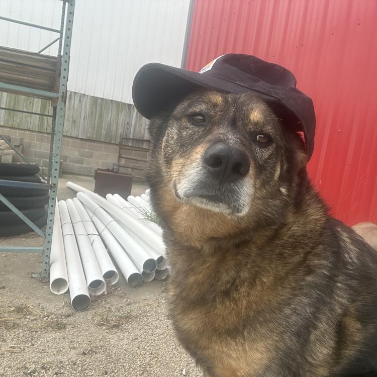 dog with sideways baseball cap