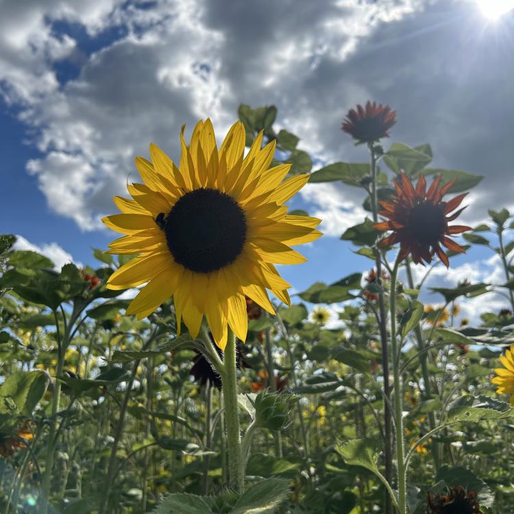sunflowers growing in field