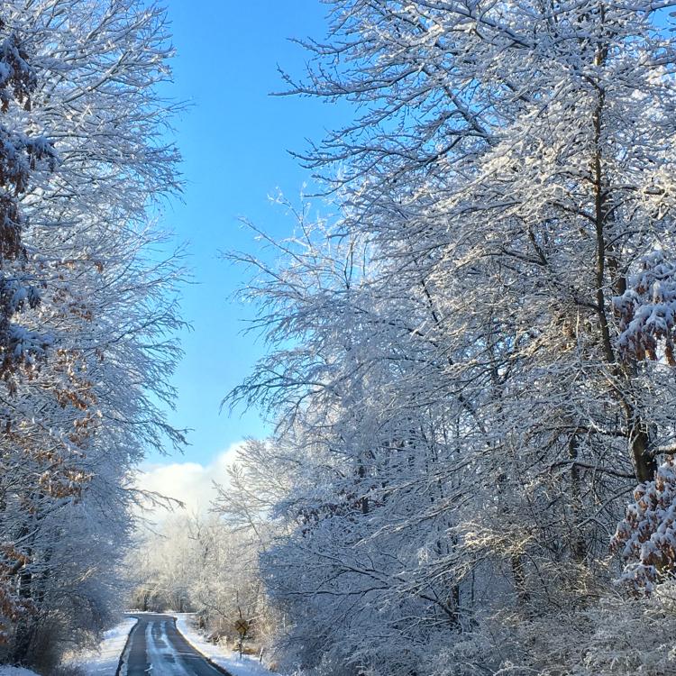 snow-covered trees along road