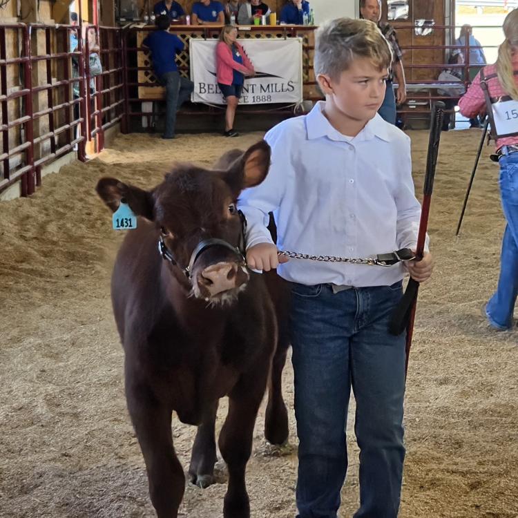 boy with calf