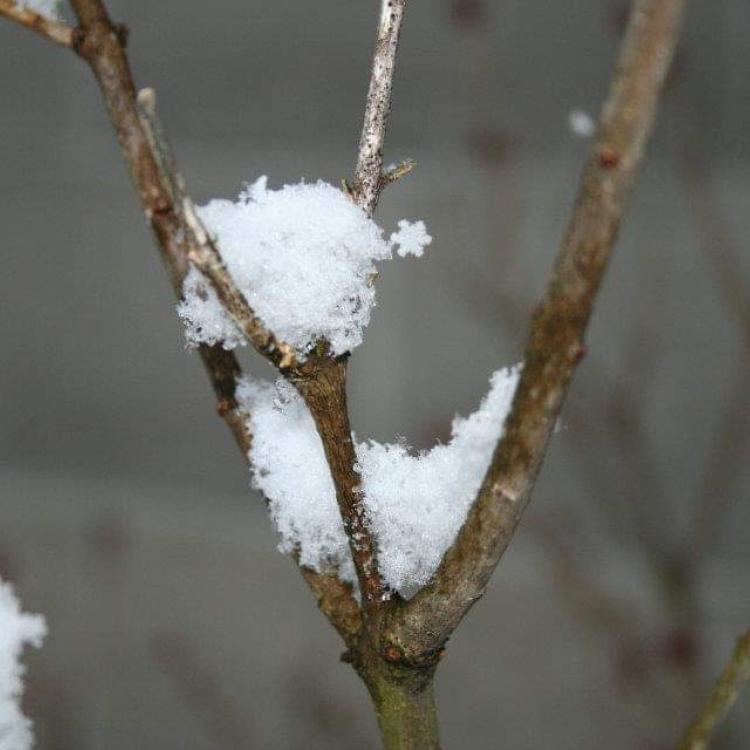 snow on tree branches with visible flake