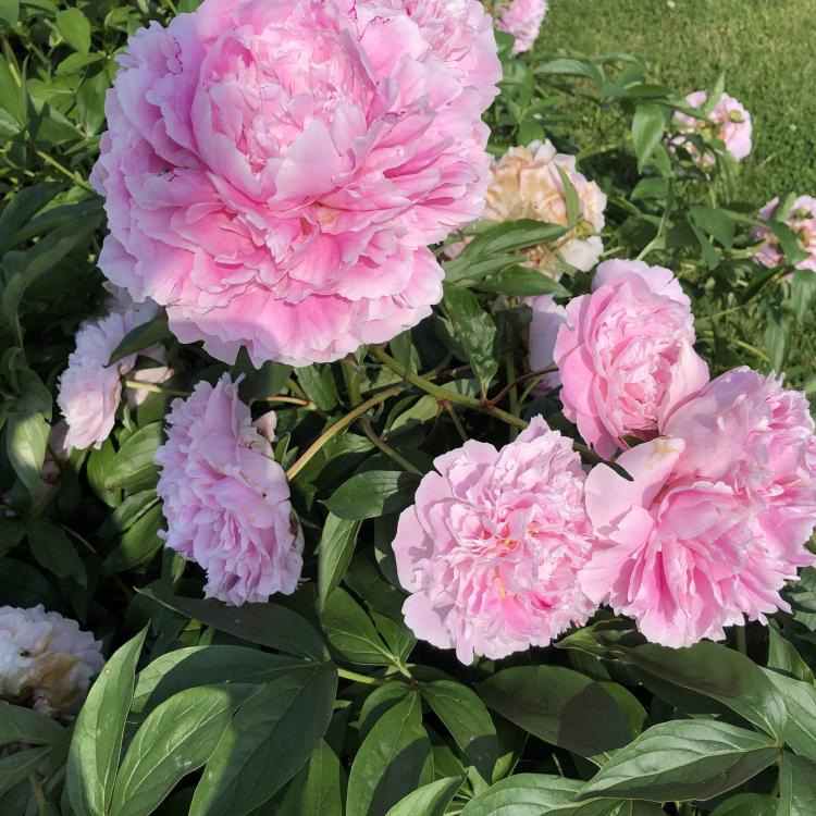 pink peonies
