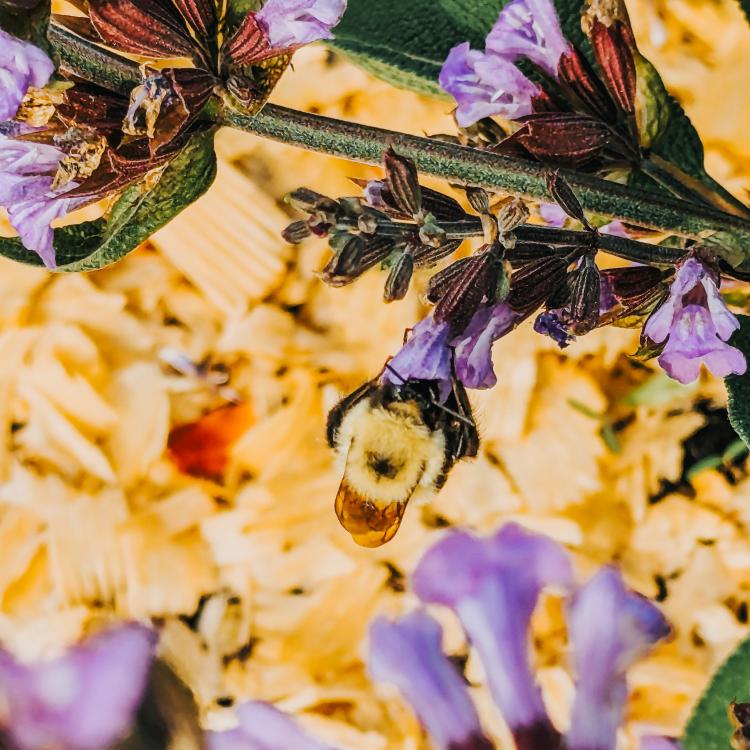 bee on purple flower