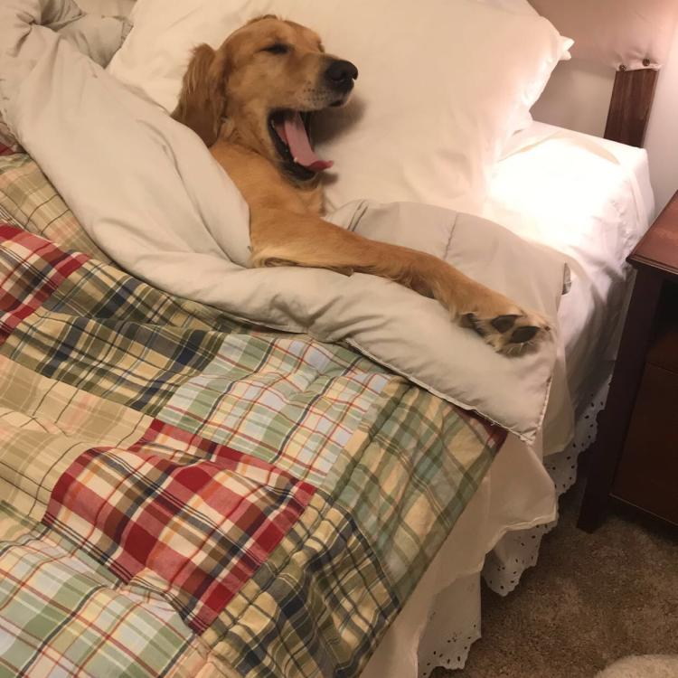golden retriever in bed