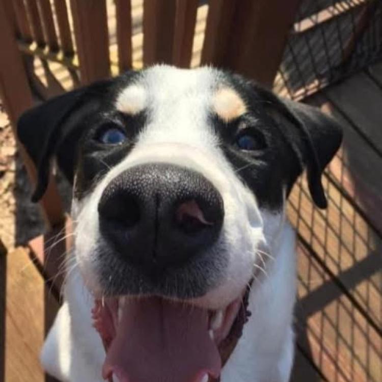 smiley black and white dog