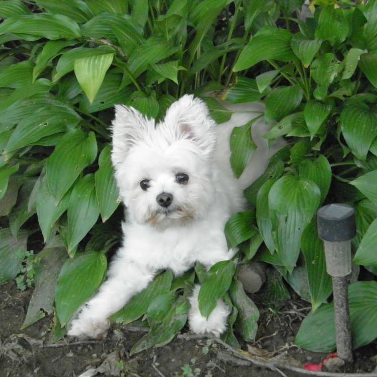 tiny white dog