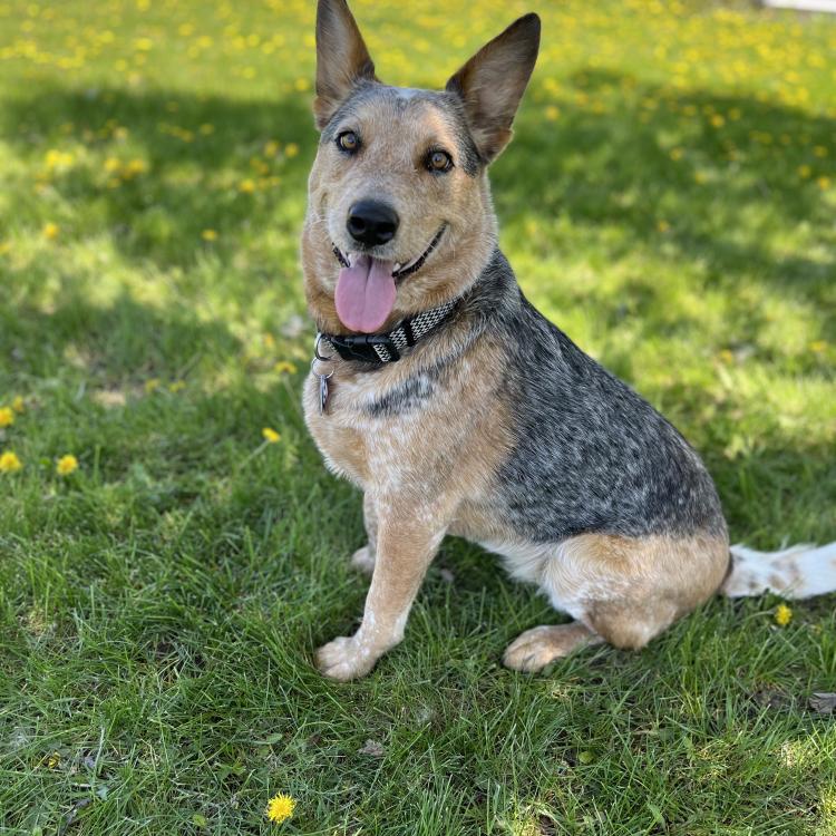 smiley dog sitting on grass