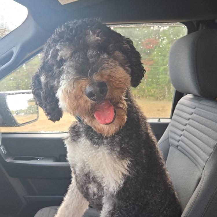 dog in front seat of car