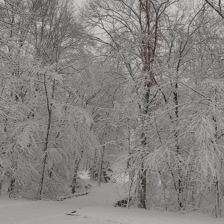 snow-covered driveway and trees