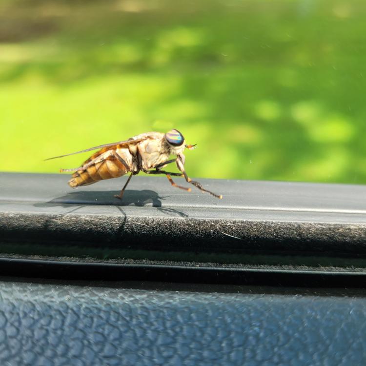 Horsefly on bottom edge of car window