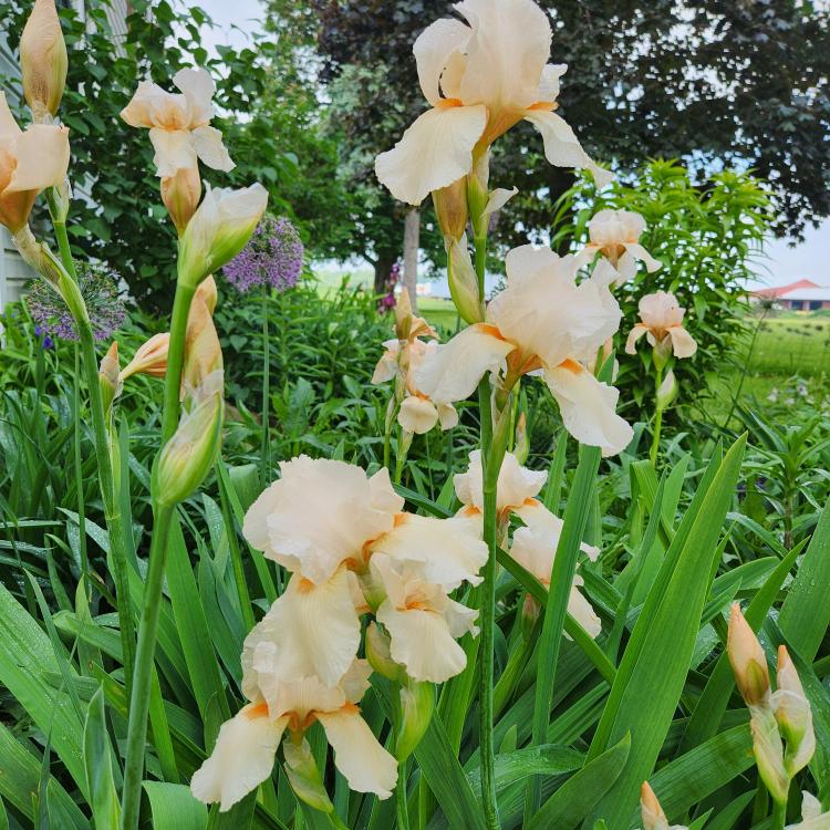 pale yellow irises