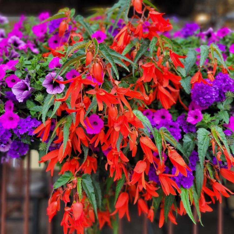 red and purple flowers