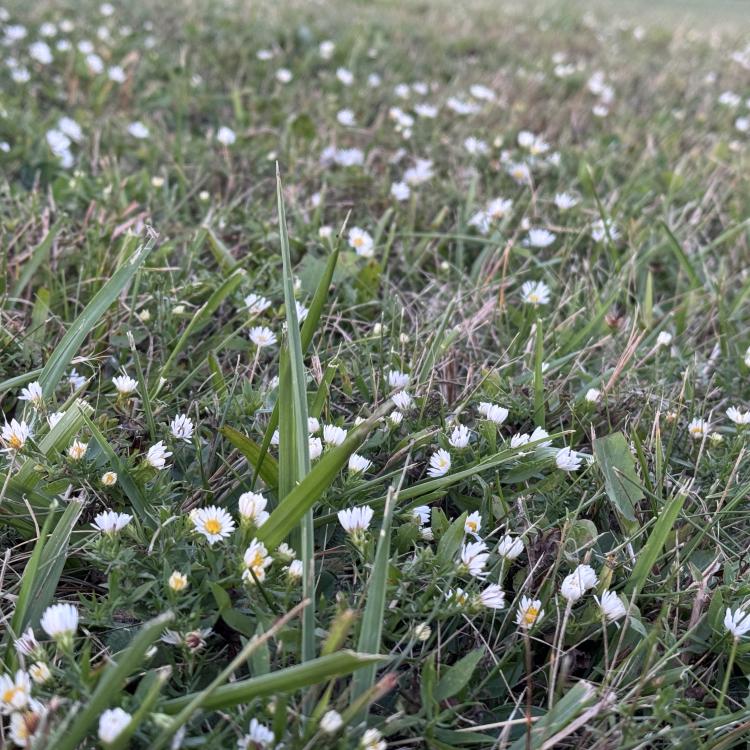 wildflowers blooming