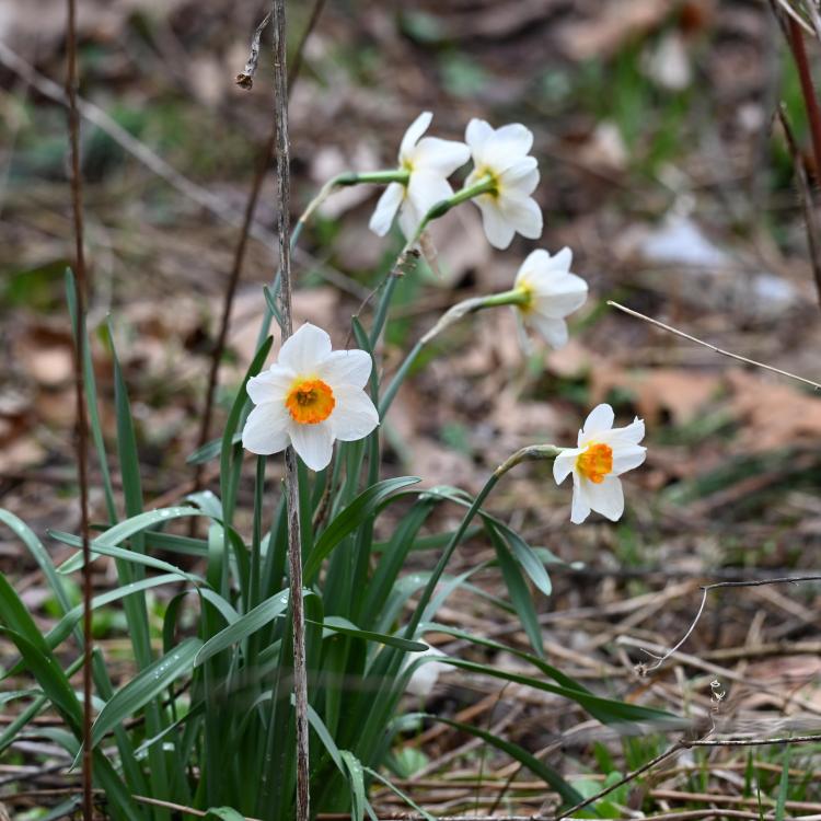 white and yellow flowers blooming