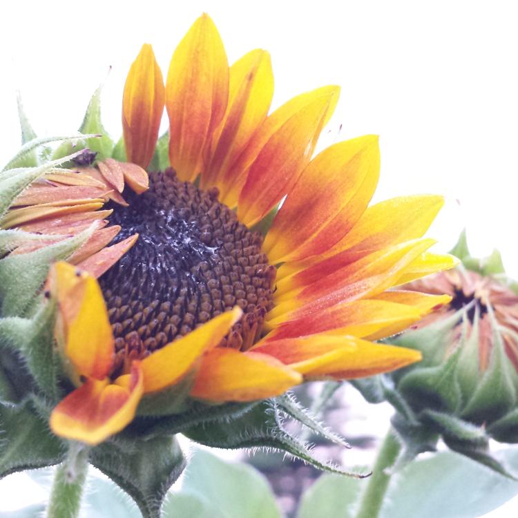 sunflower blossom partially open