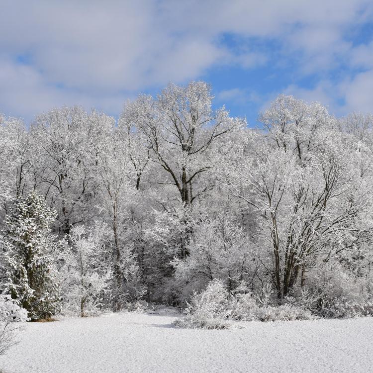 snow-covered trees