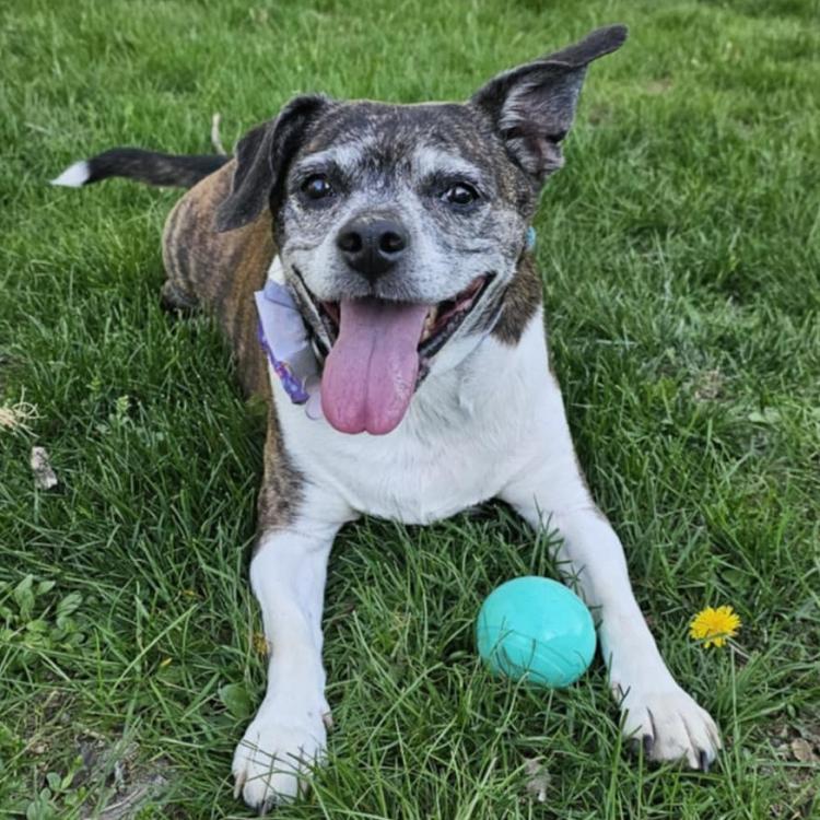 smiley dog with ball in grass
