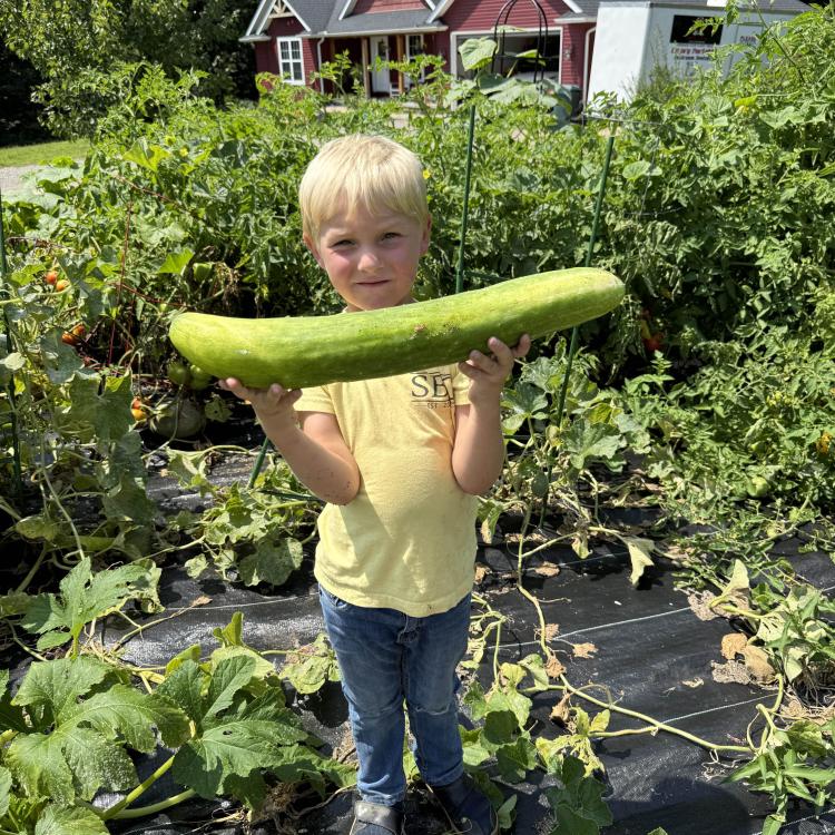 little boy holding giant cucumber