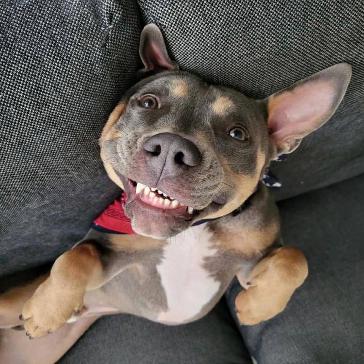 smiley dog lying on back