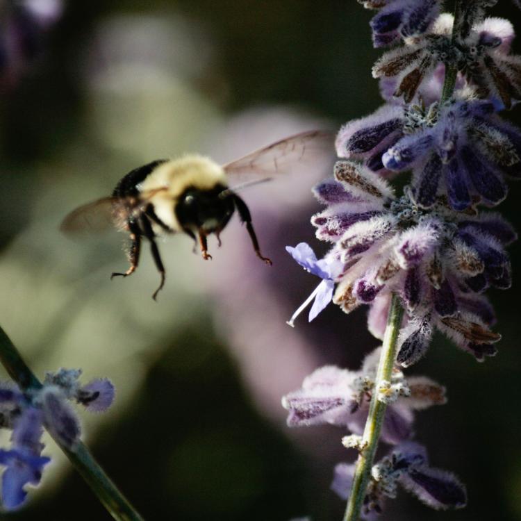 bee flying among flowers