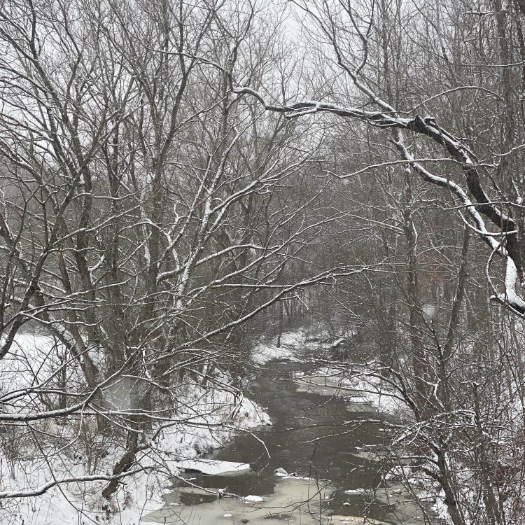 snowy trees over icy creek