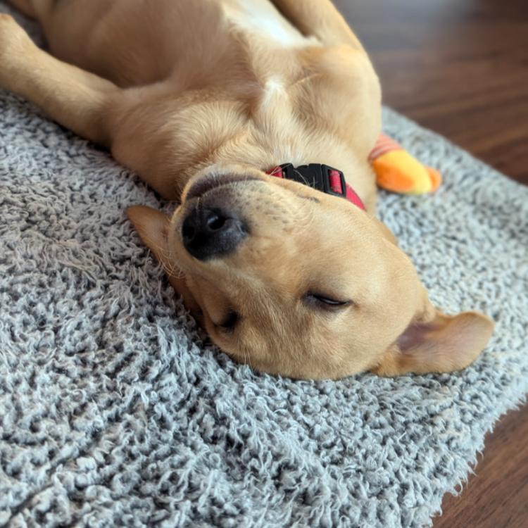 yellow puppy lying on its back