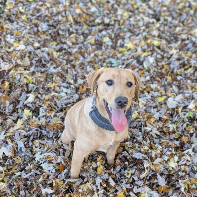 smiley dog sitting in leaves
