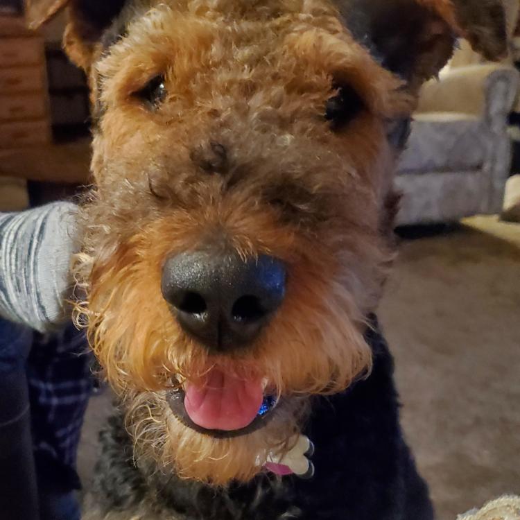 smiley brown and black dog