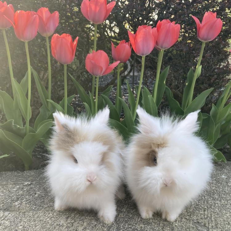 two fluffy bunnies in front of tulips