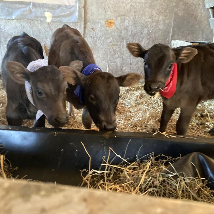 three calves, in red, white, and blue bandannas