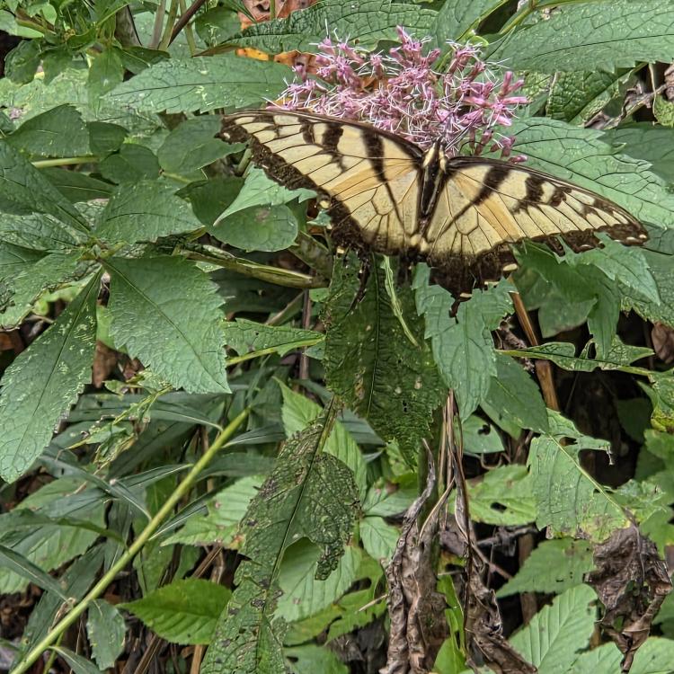 yellow and black butterfly