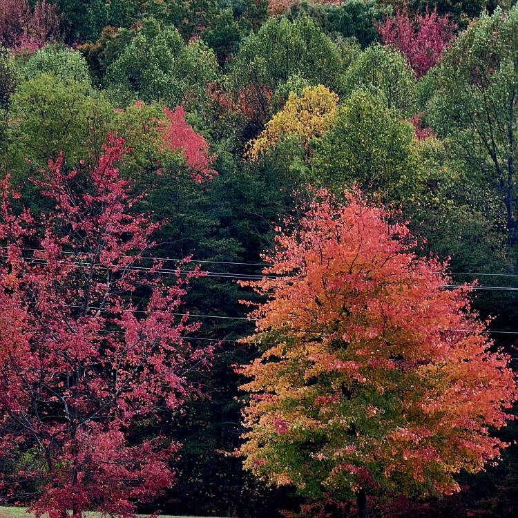 red, orange and green trees on hillside