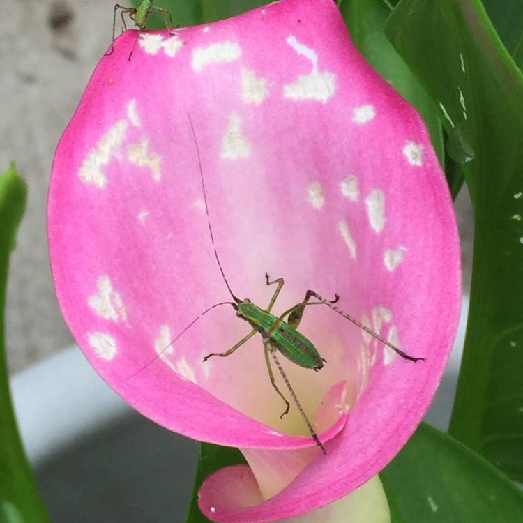 Green long-legged bug on pink and white lily