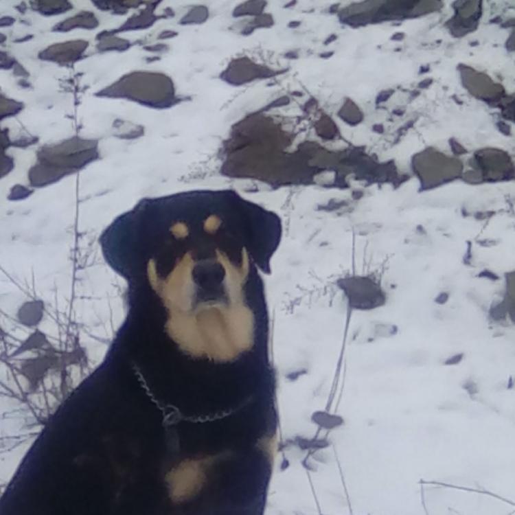 black and tan dog sitting in snow