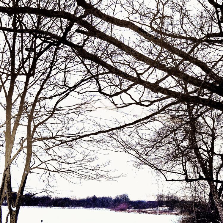 trees in front of snowy field