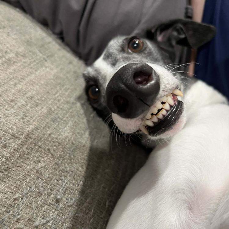 black and white smiley dog