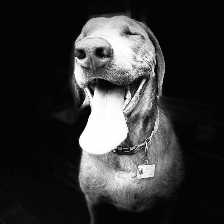 dog with tongue hanging out
