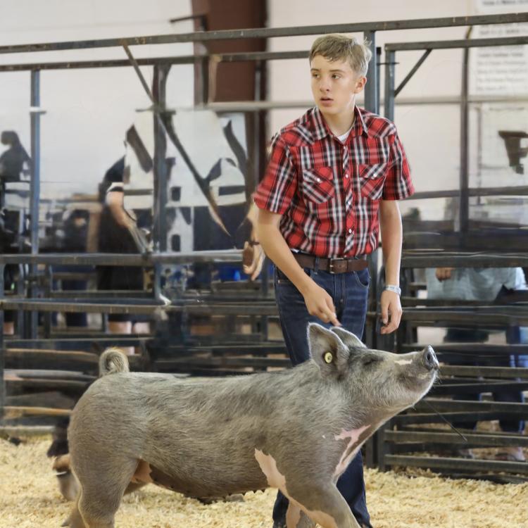 boy with pig