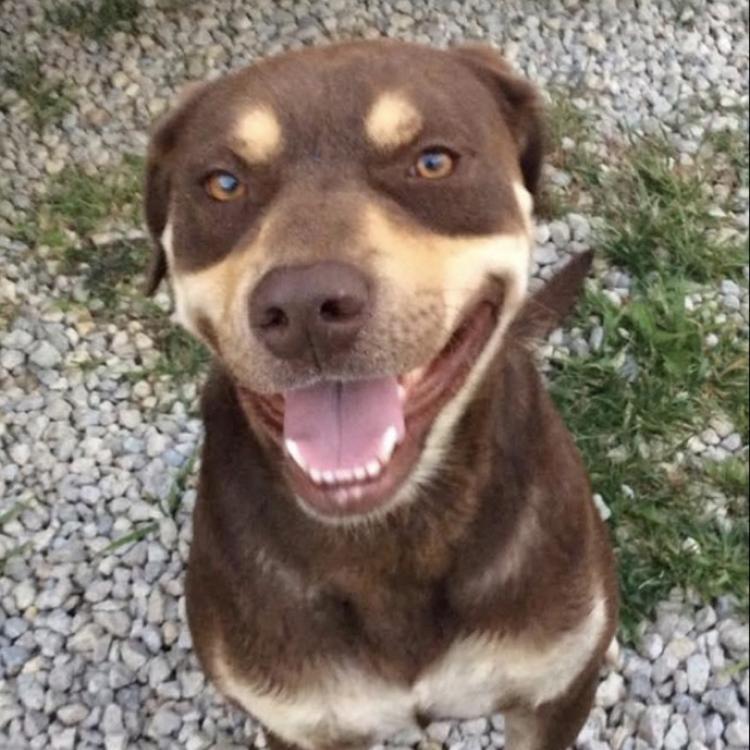 smiling brown and tan dog