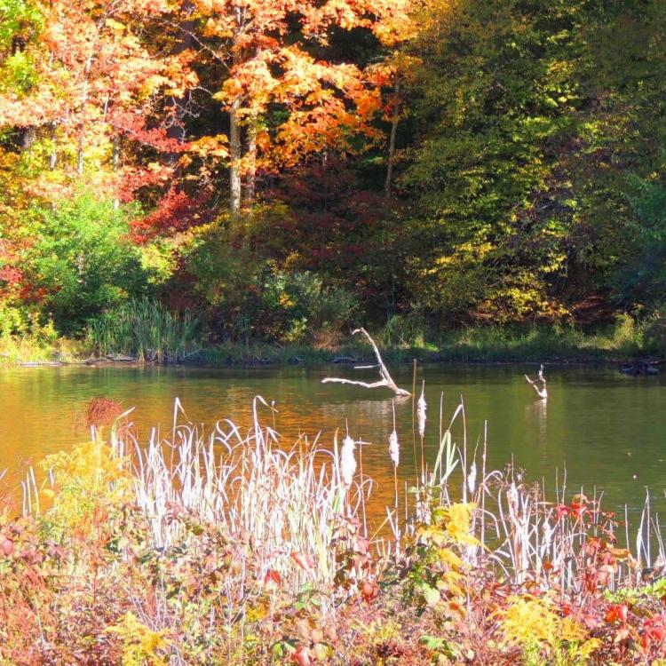 pond surrounded by autumn trees