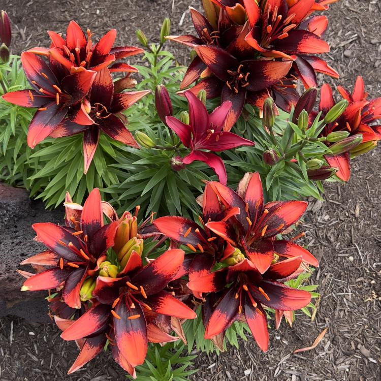 tiger lilies
