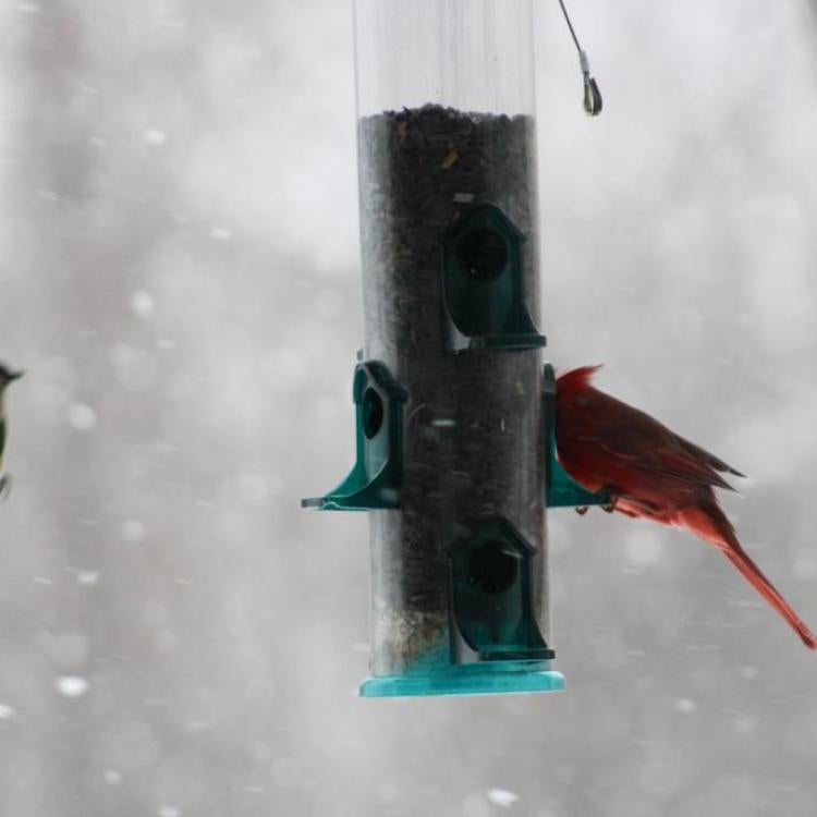 birds at bird feeder in the snow