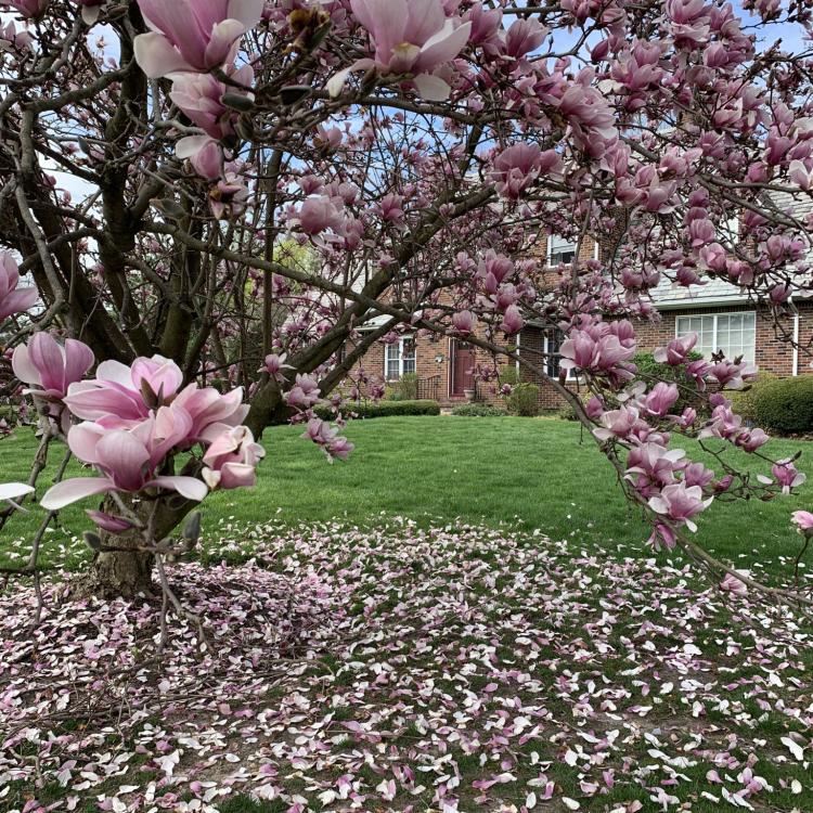 tree with pink blooms
