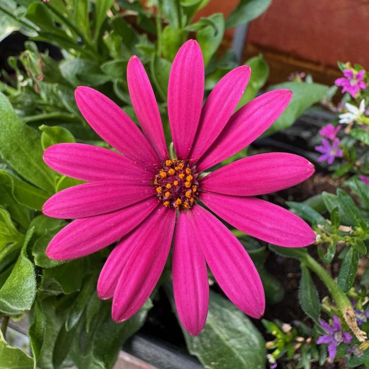 bright pink flower