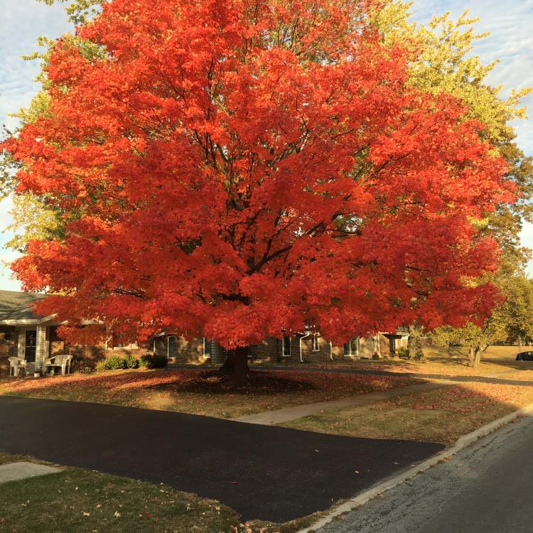 tree with bright orange leaves in front of yellow tree