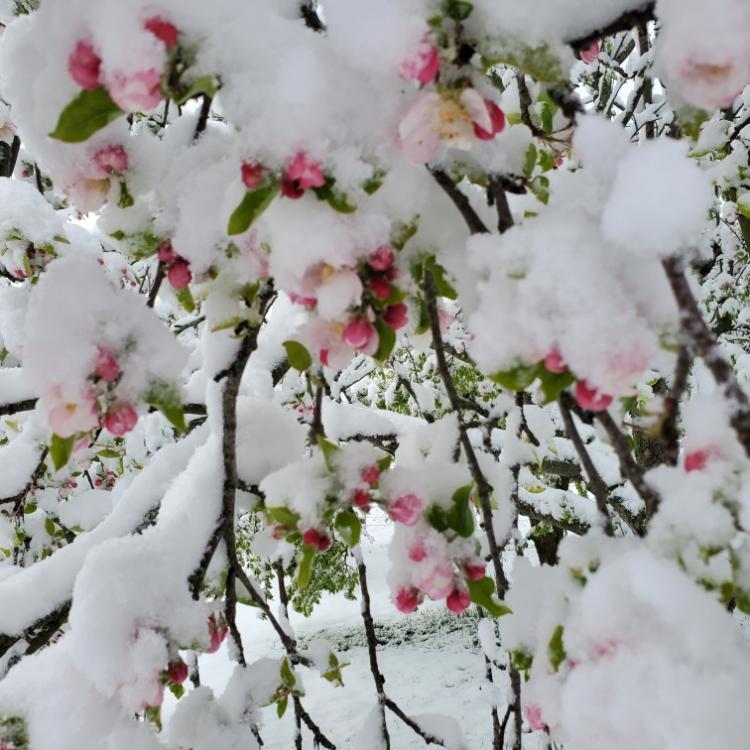 snow on tree blossoms