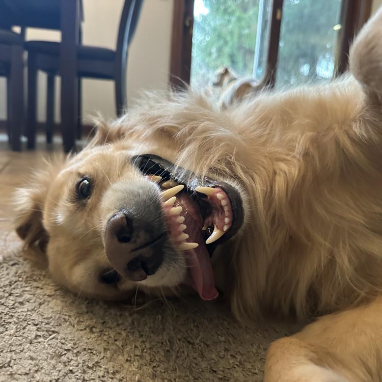 smiley golden dog lying on its side