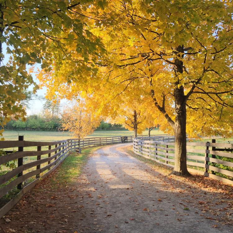country road under yellow trees