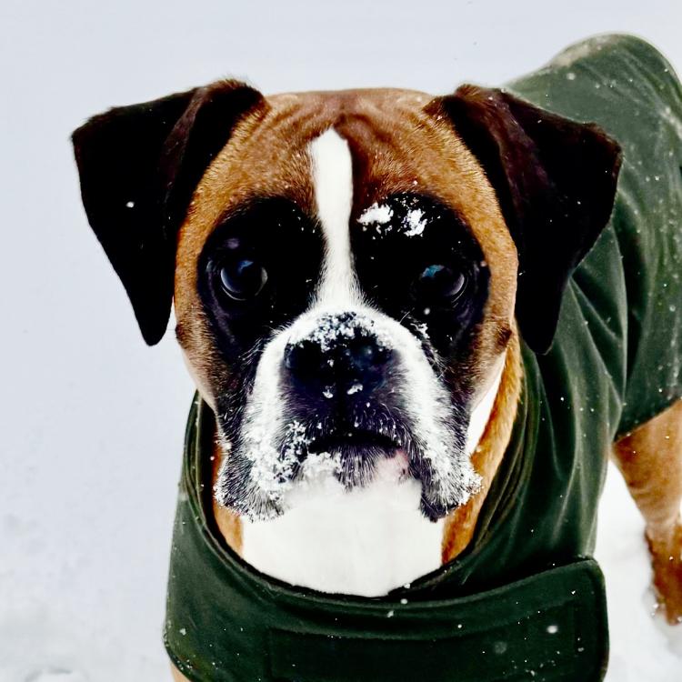 dog in coat on snow
