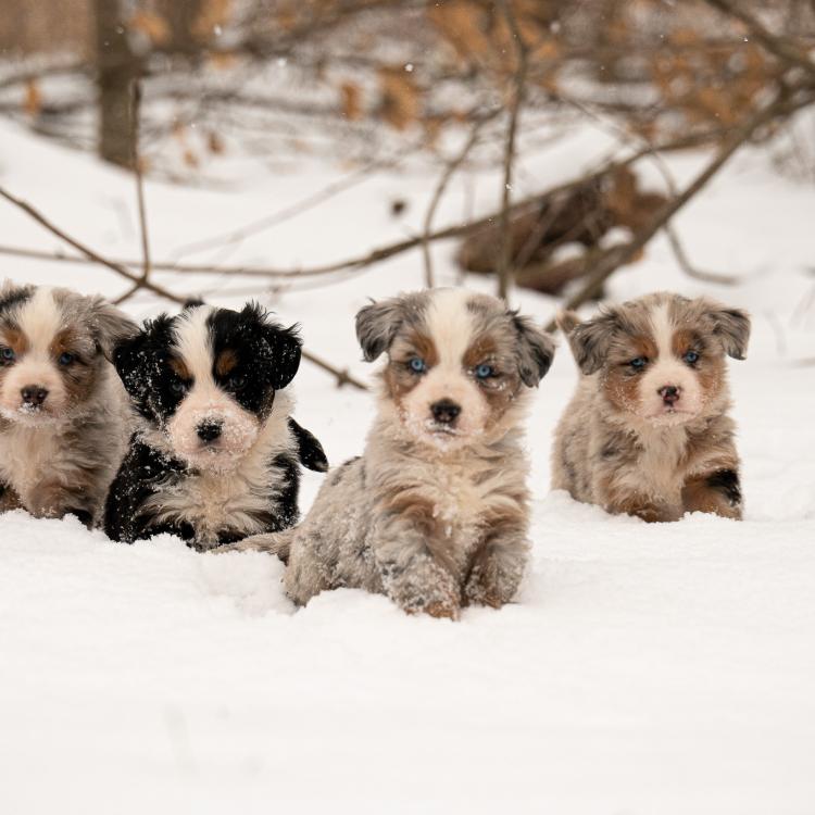 four puppies in snow